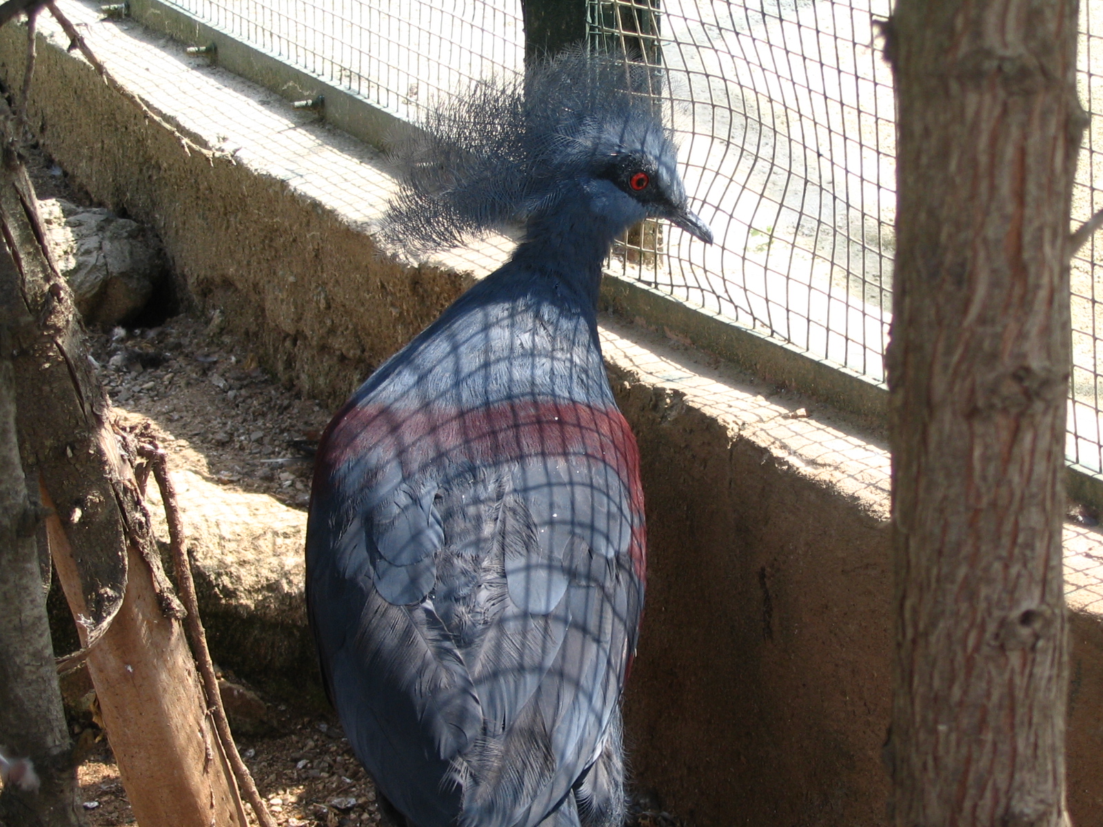 Parco Ornitologico Villa d'Orleans, Palermo