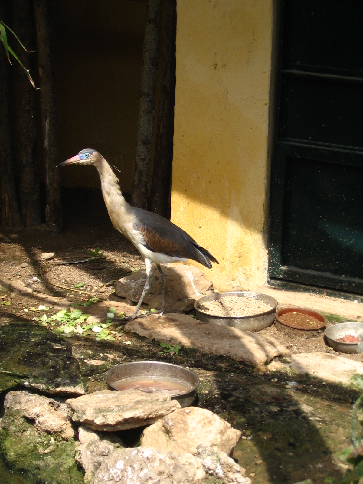 Parco Ornitologico Villa d'Orleans, Palermo