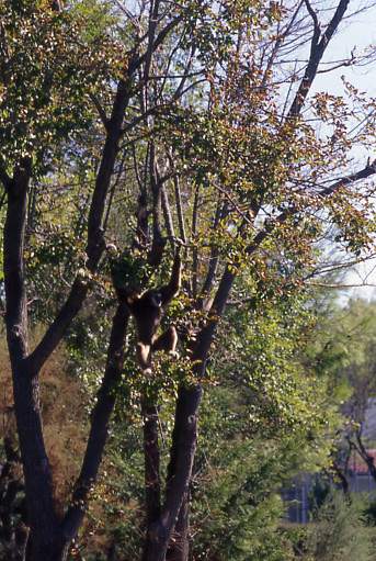 Parco Punta Verde, Lignano, 2006