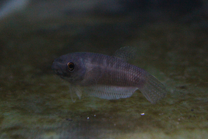 Pardalotos betta (Betta pardalotos) - PCBA