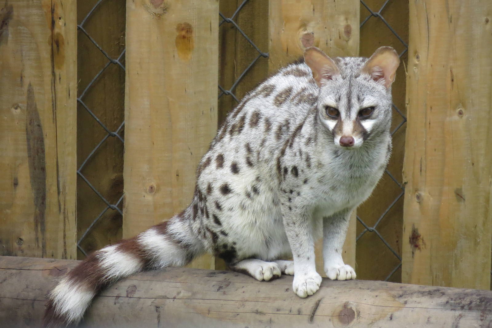 Pardine Genet 10/14
