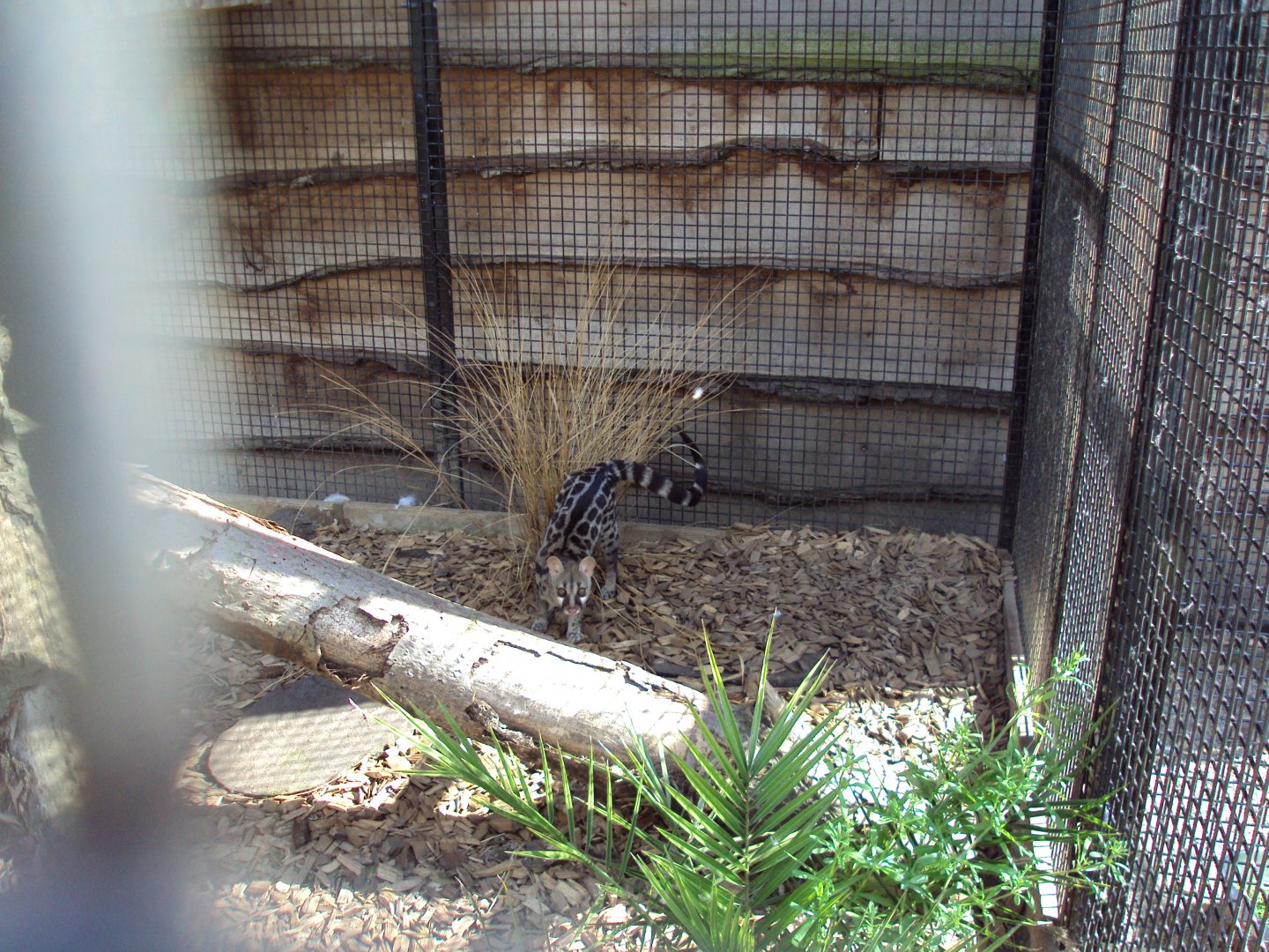 Pardine Genet 28/05/2019