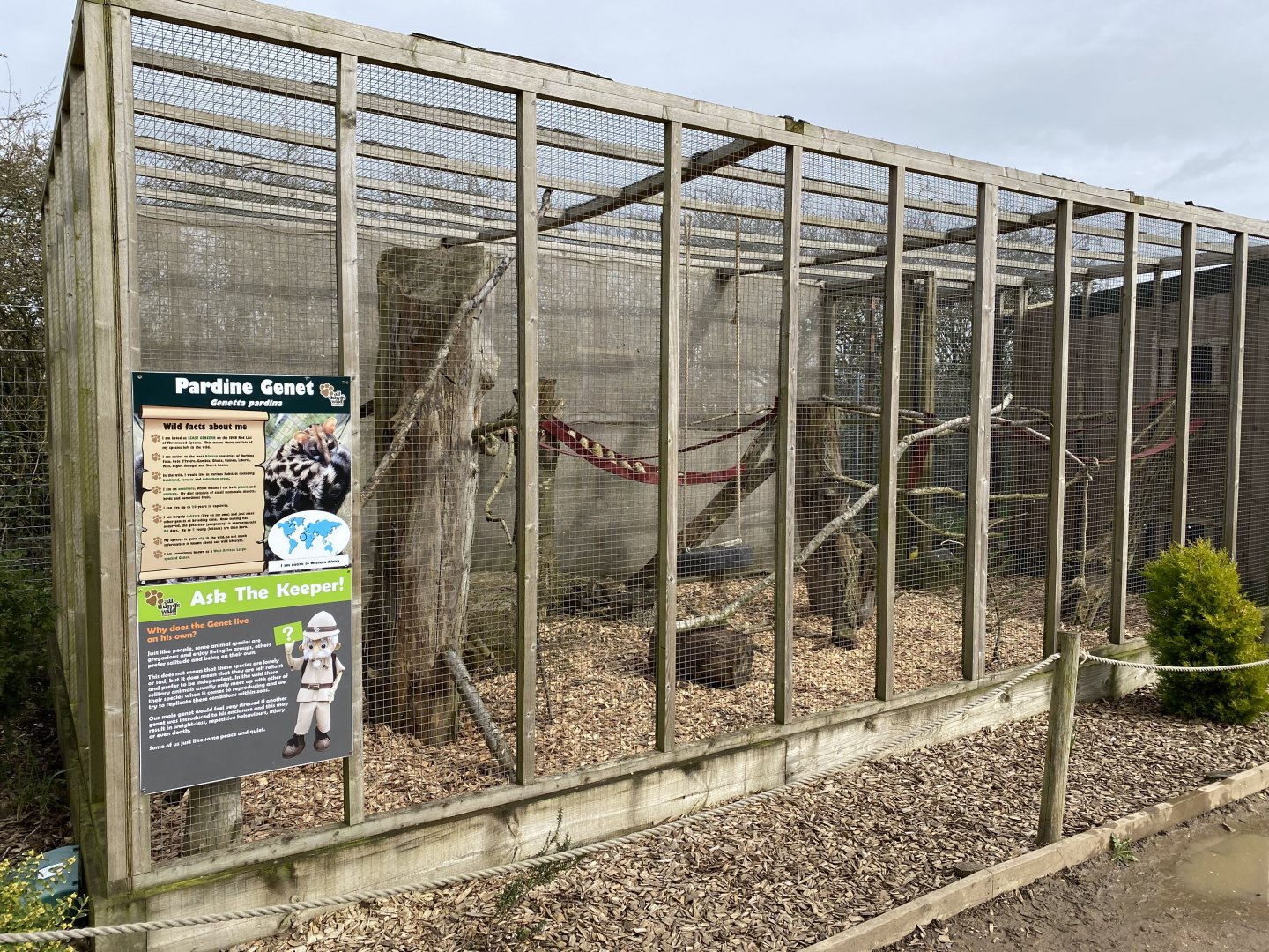 Pardine genet enclosure 070320