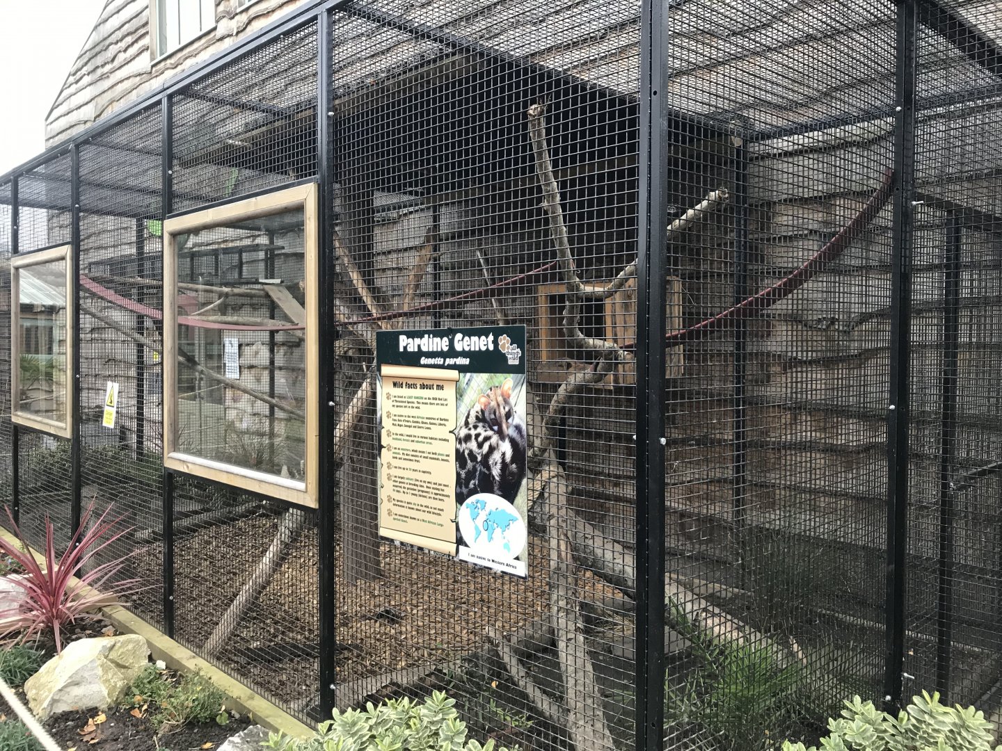 Pardine genet exhibit - outdoors 241118