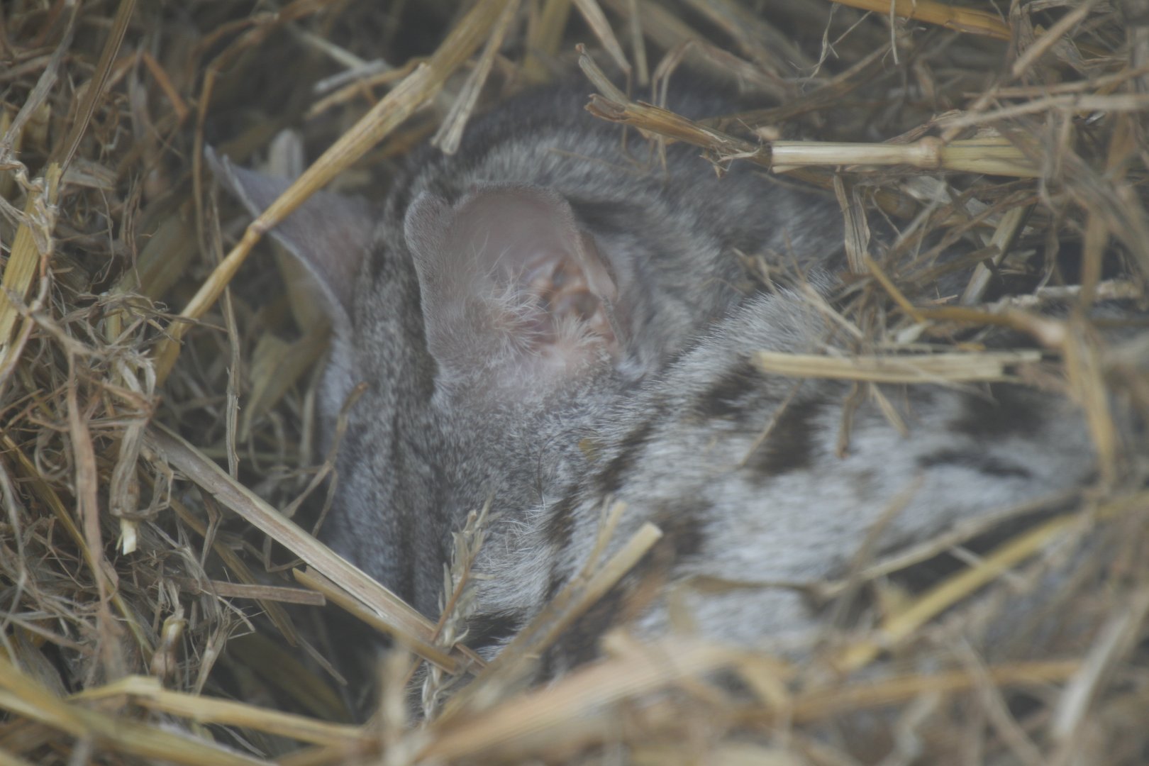 Pardine genet (Genetta pardina)