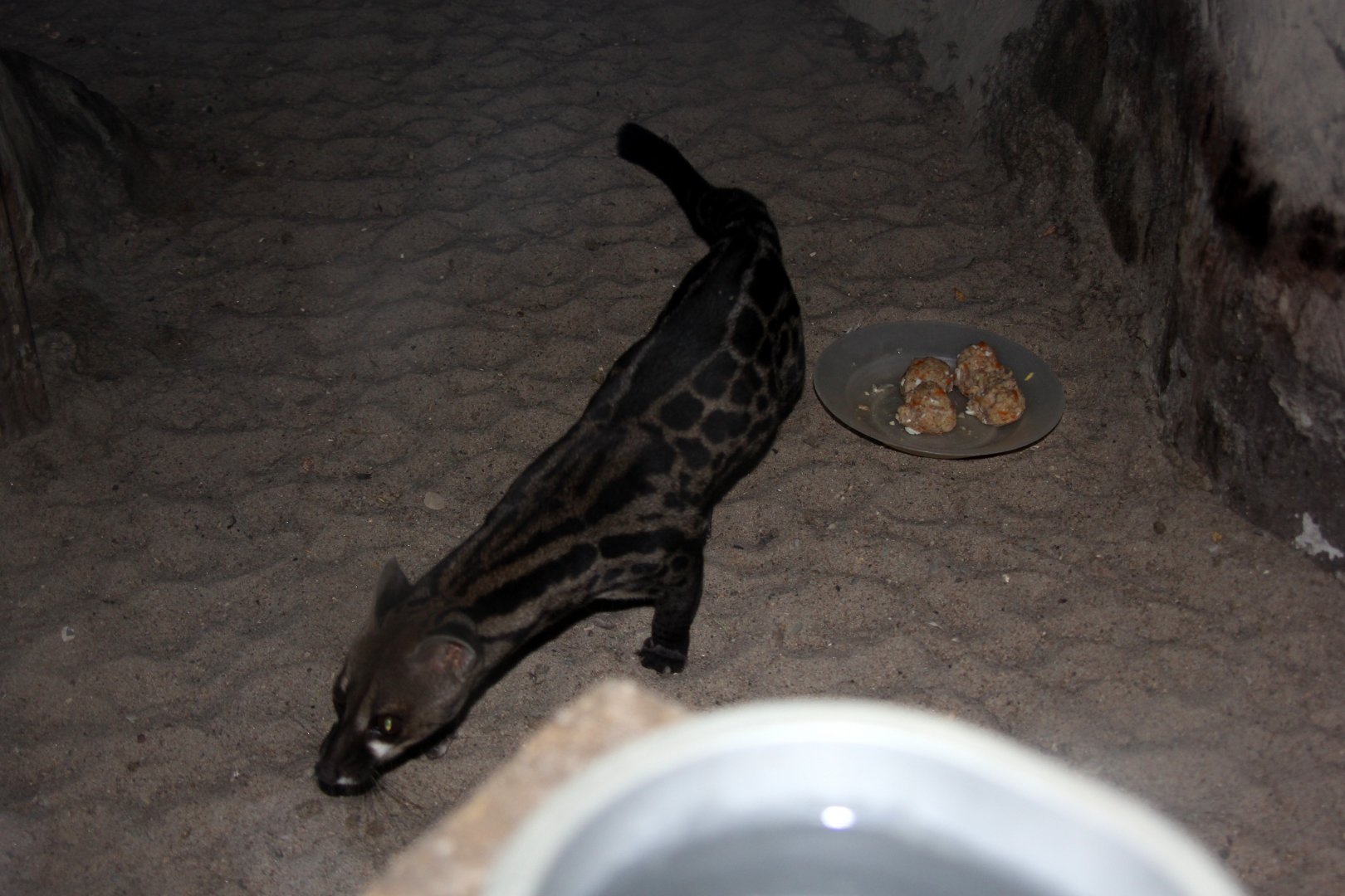 pardine genet (Genetta pardina)
