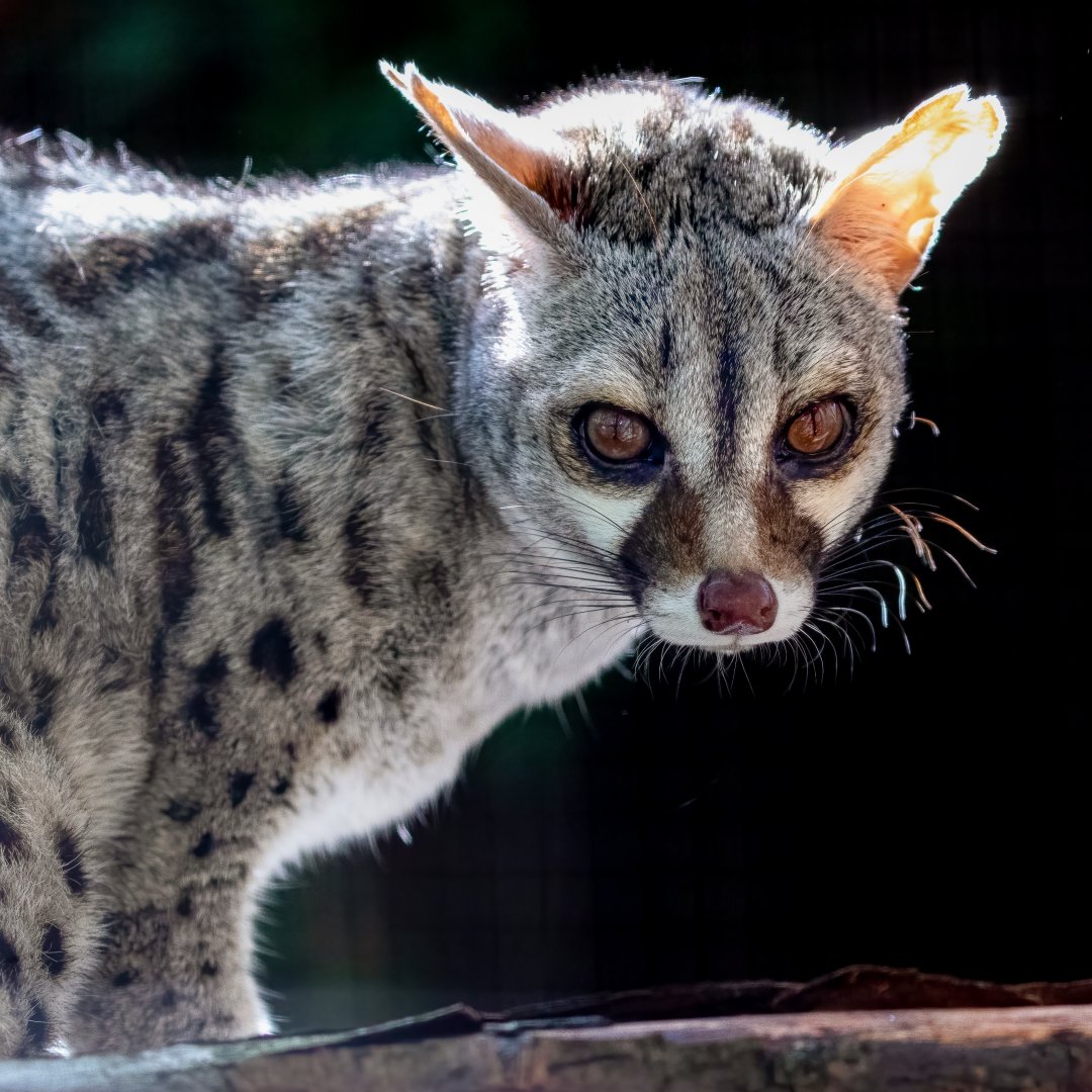 Pardine Genet / Shepreth / 1-10-20