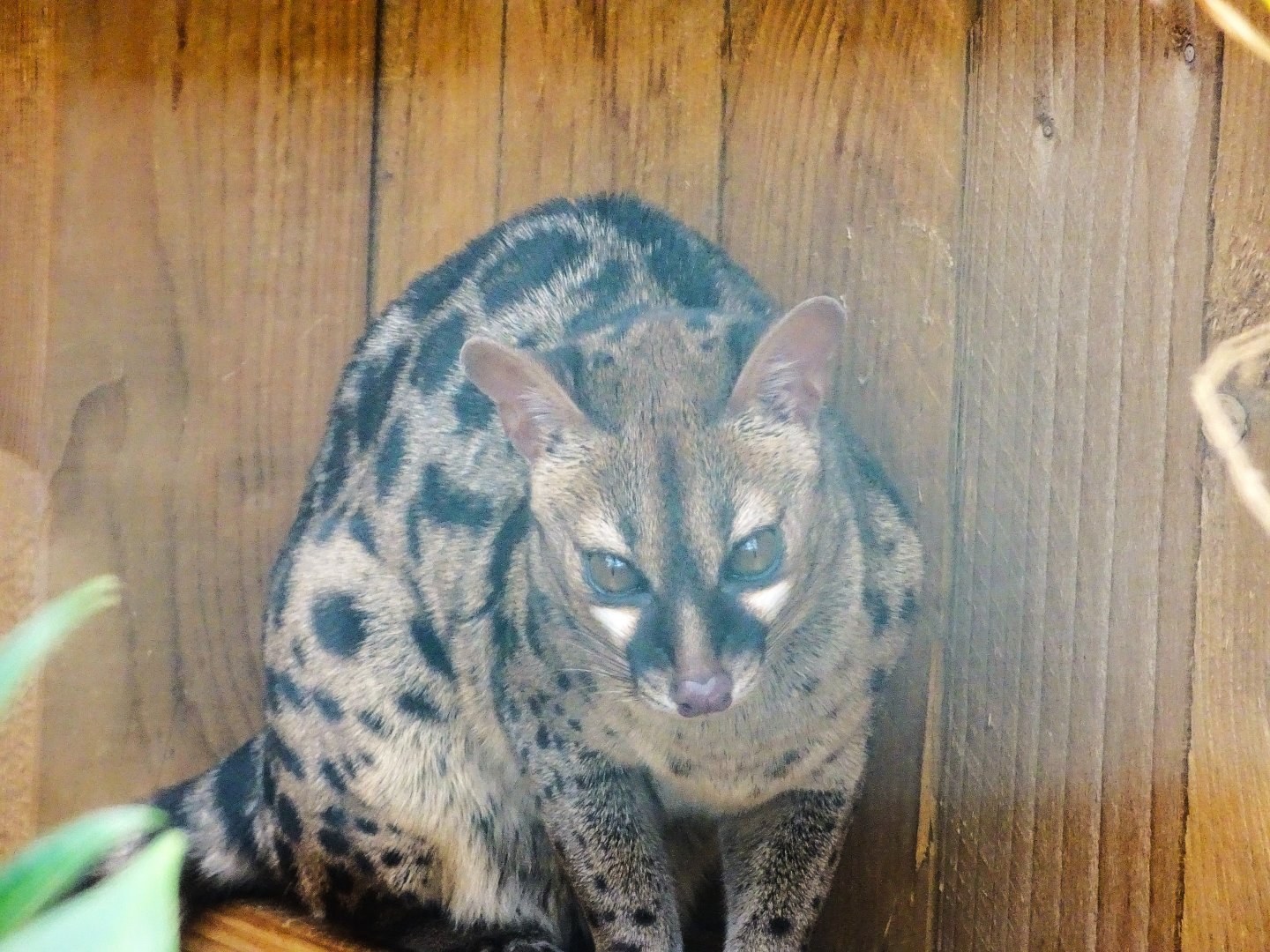 Pardine Genet, Wild Discovery, 2 August 2025