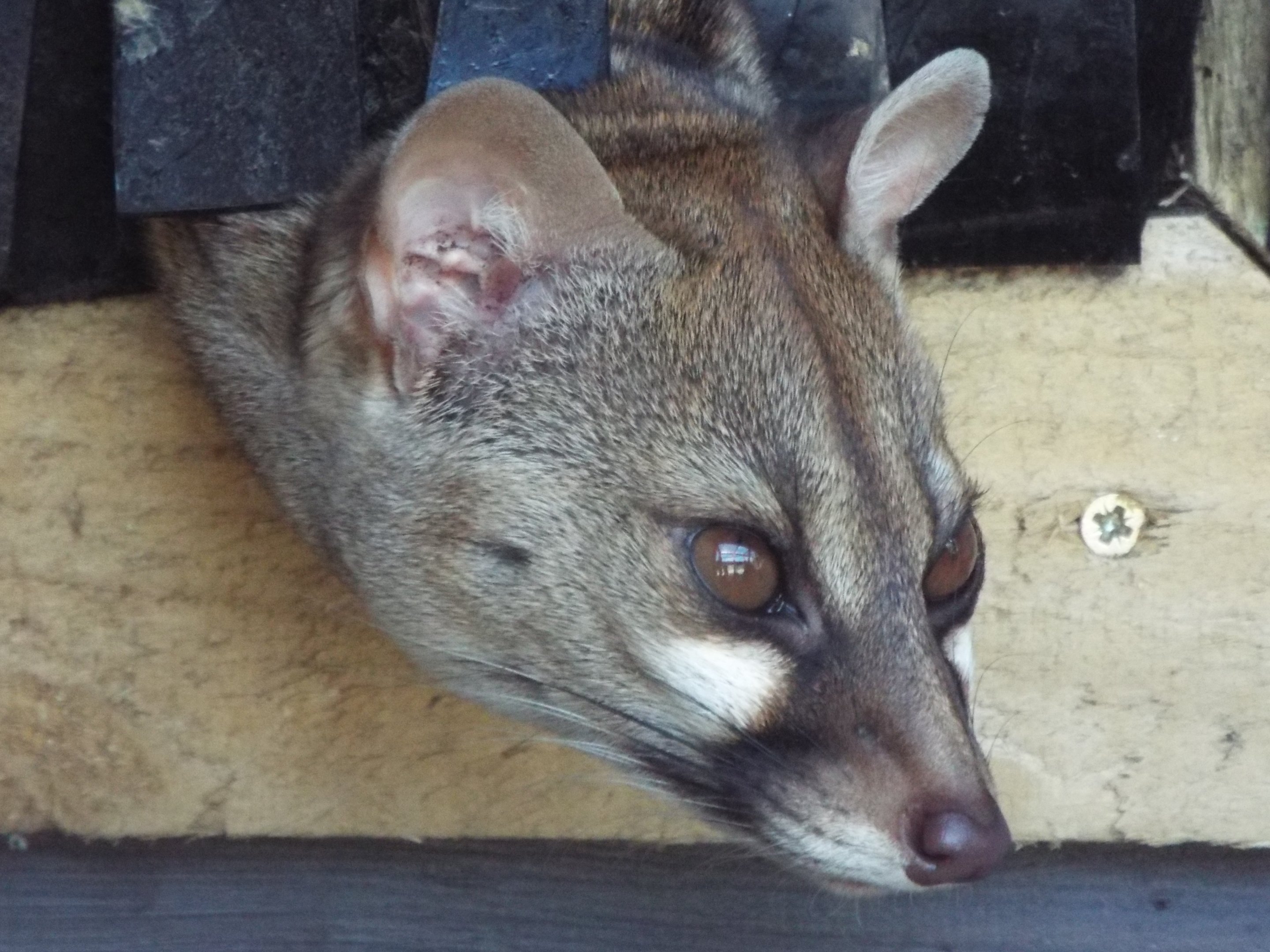 Pardine Genet Wild Discovery