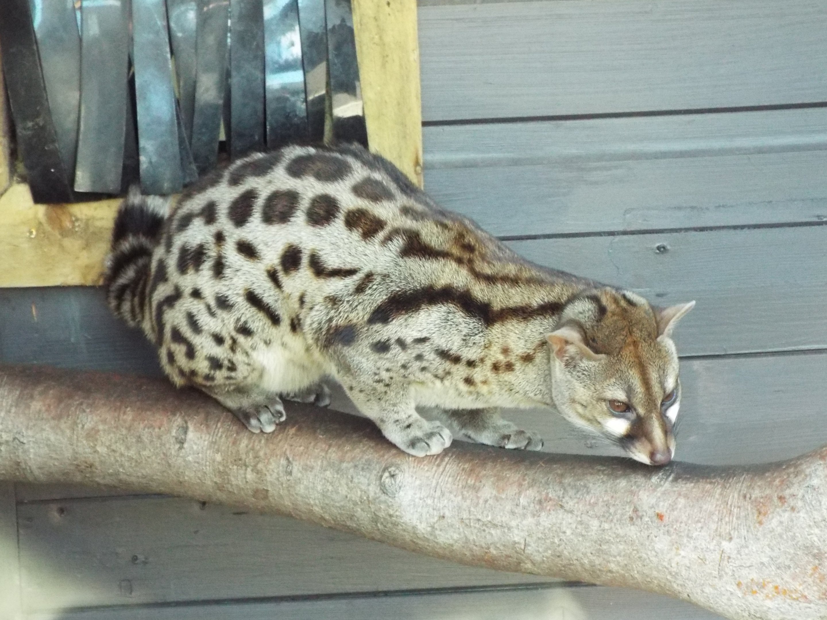 Pardine Genet Wild Discovery