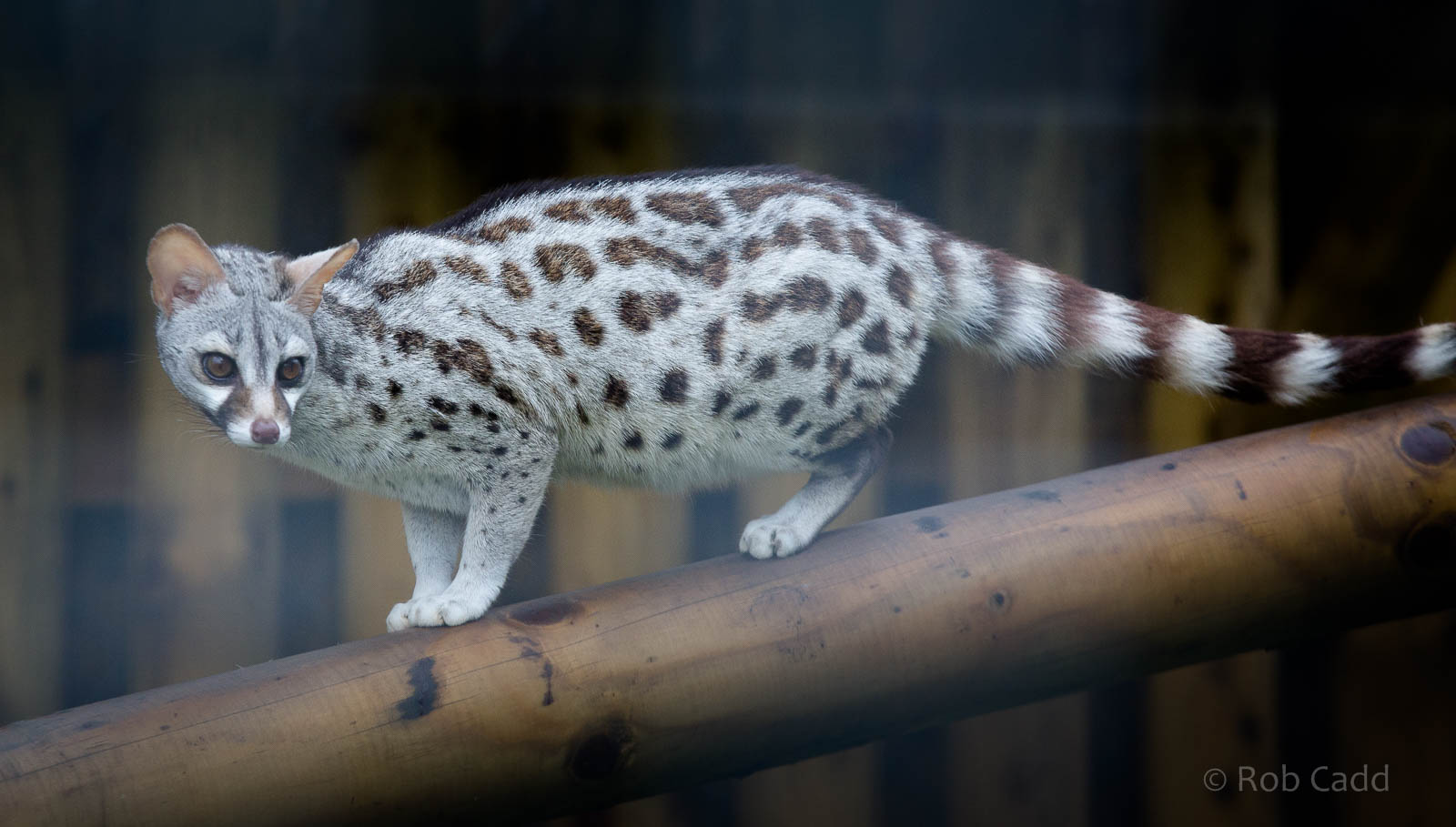 Pardine genet : Wingham : 13 Oct 2014