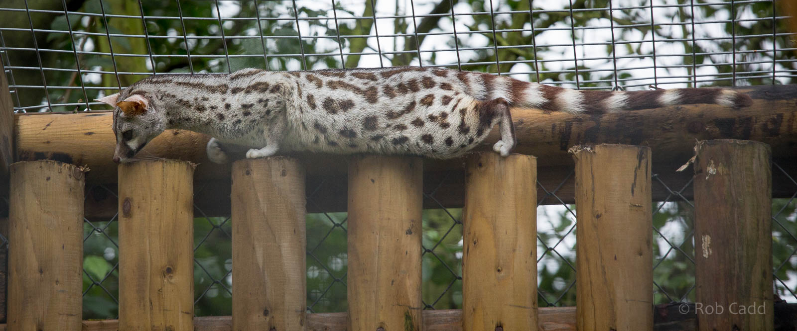 Pardine genet : Wingham : 13 Oct 2014