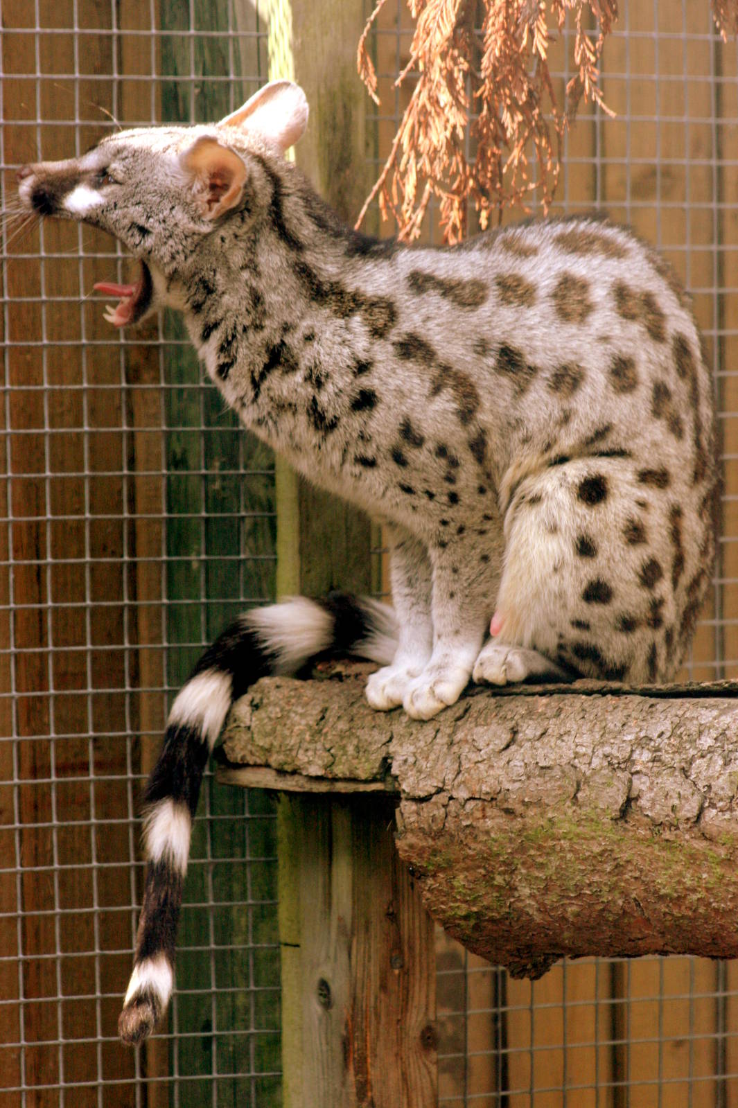 Pardine genet; Wingham; 26th September 2015