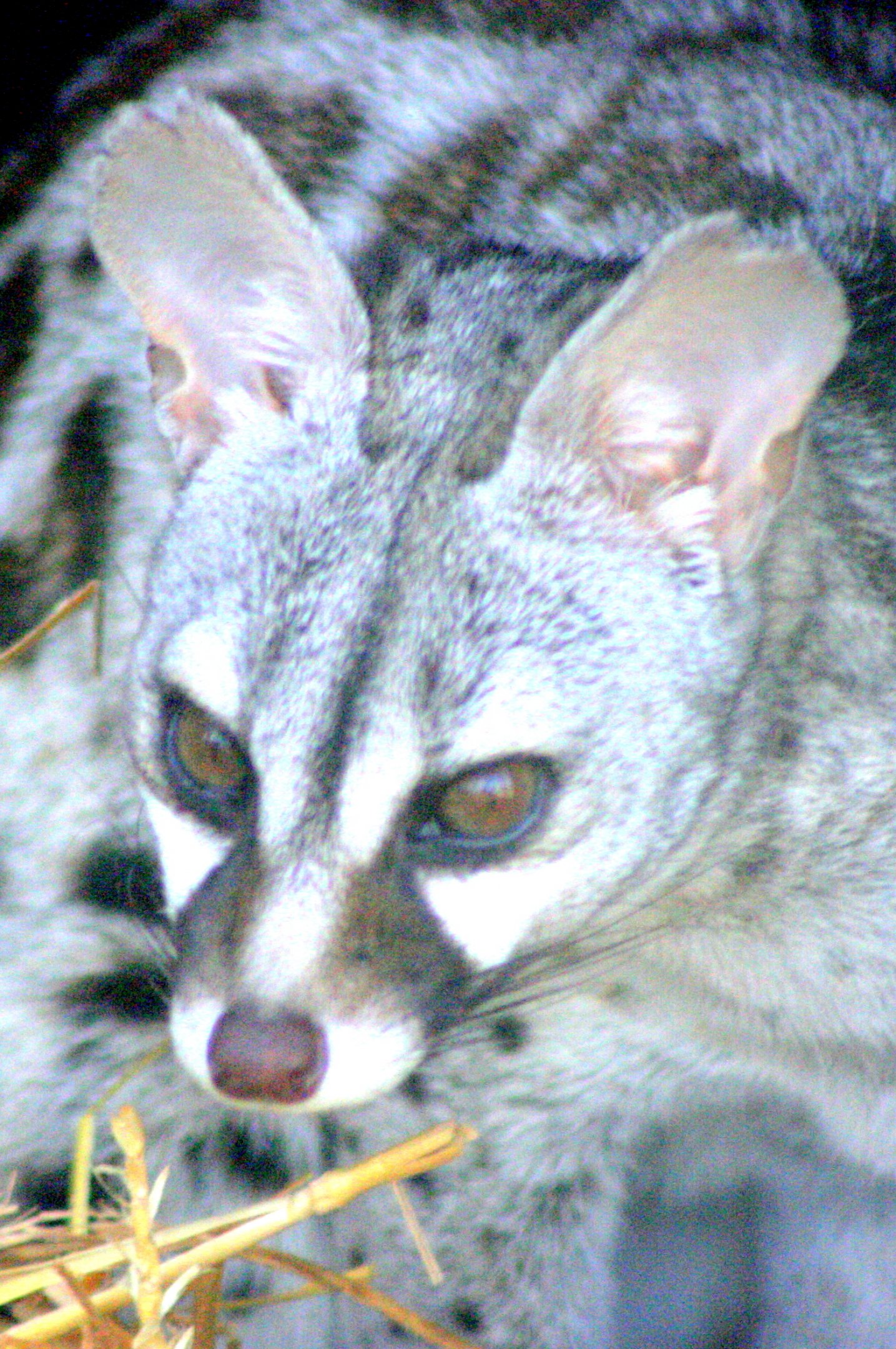 Pardine genet; Wingham; 30th July 2017