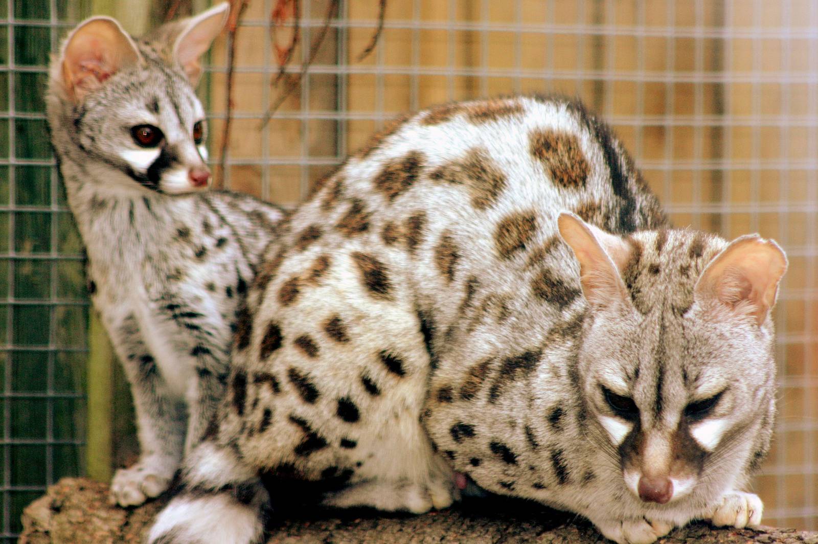 Pardine genet with youngster; Wingham; 26th September 2015