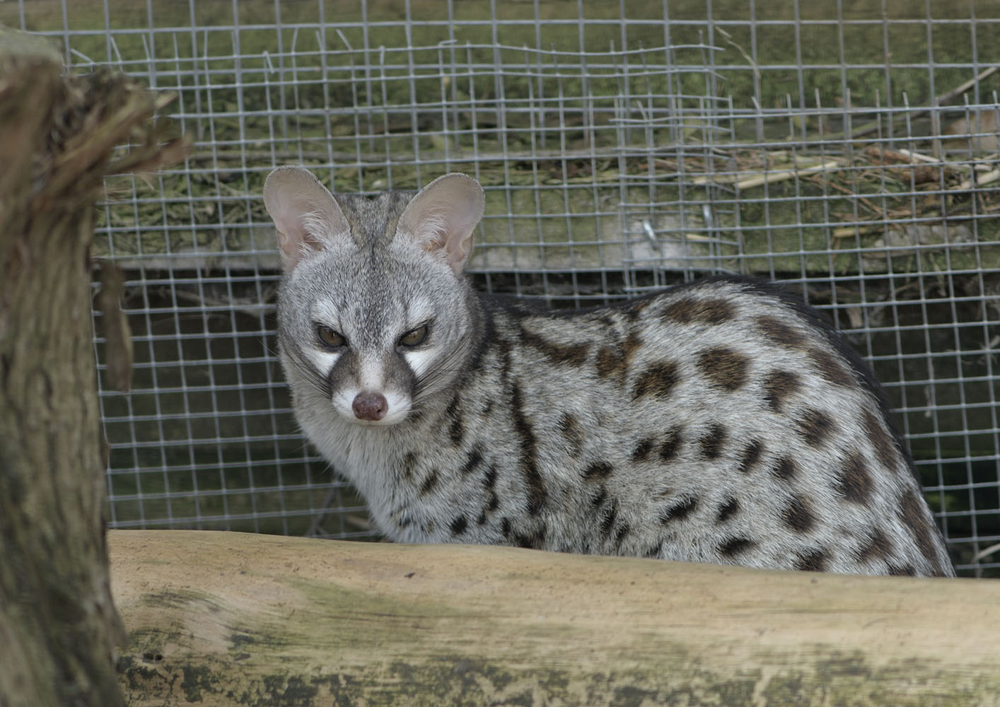 Pardine genet