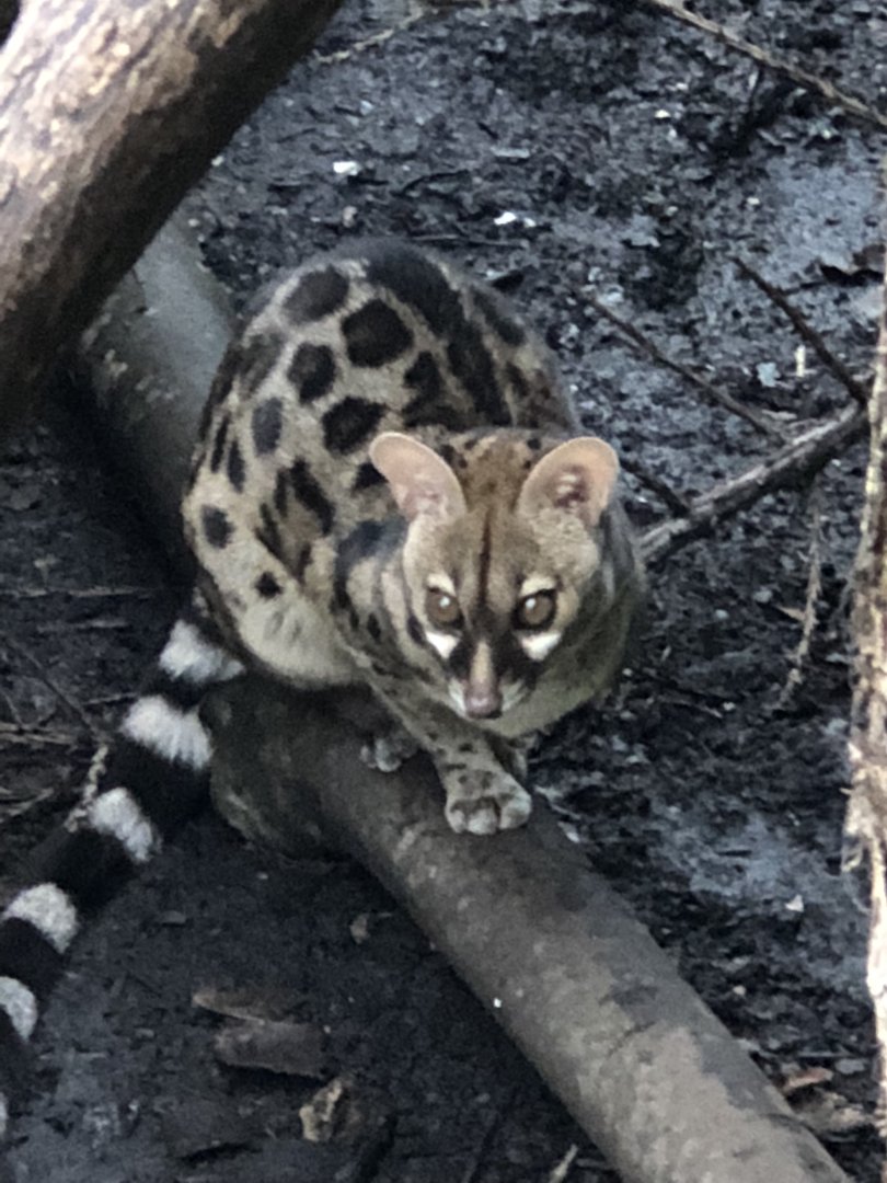 Pardine genet