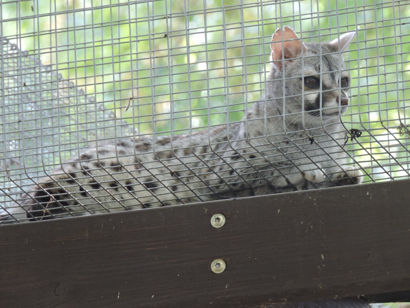 Pardine Genet