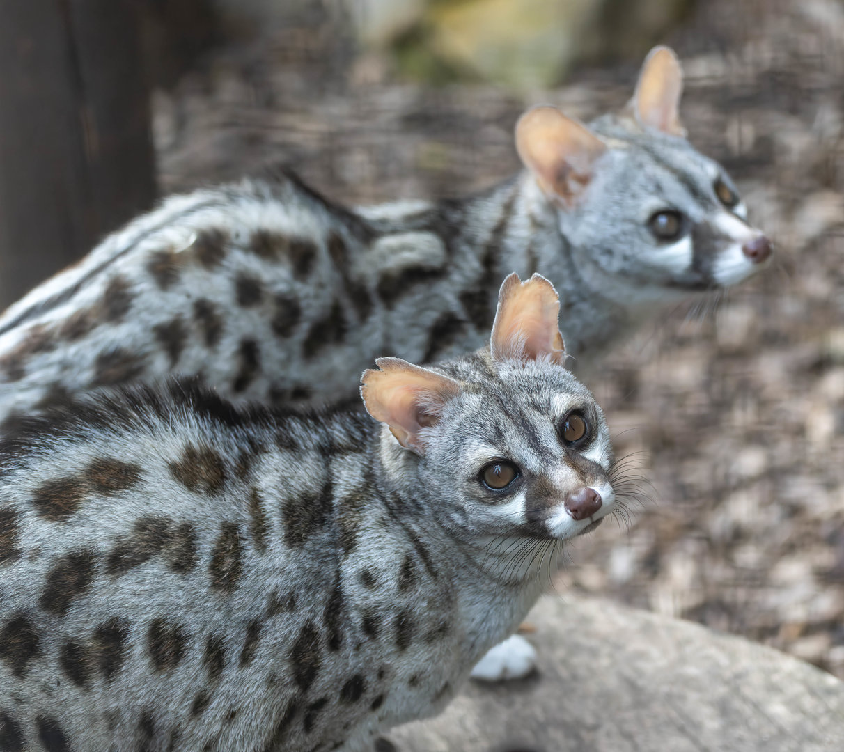 'Pardine' Genets, Shepreth, UK