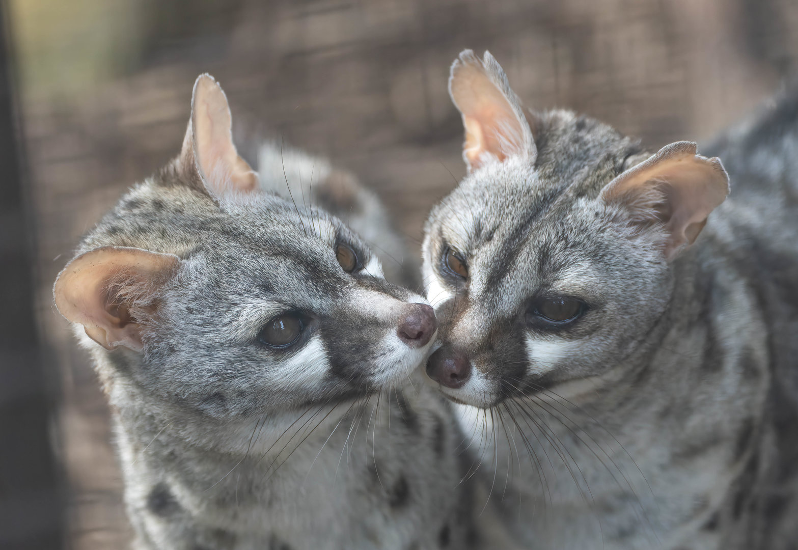 'Pardine' Genets, Shepreth, UK