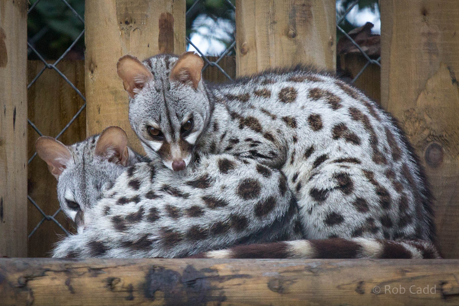 Pardine genets : Wingham : 13 Oct 2014