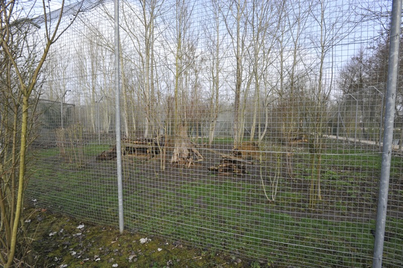 Pardofelis temmincki enclosure