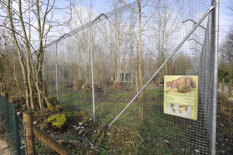 Pardofelis temmincki enclosure