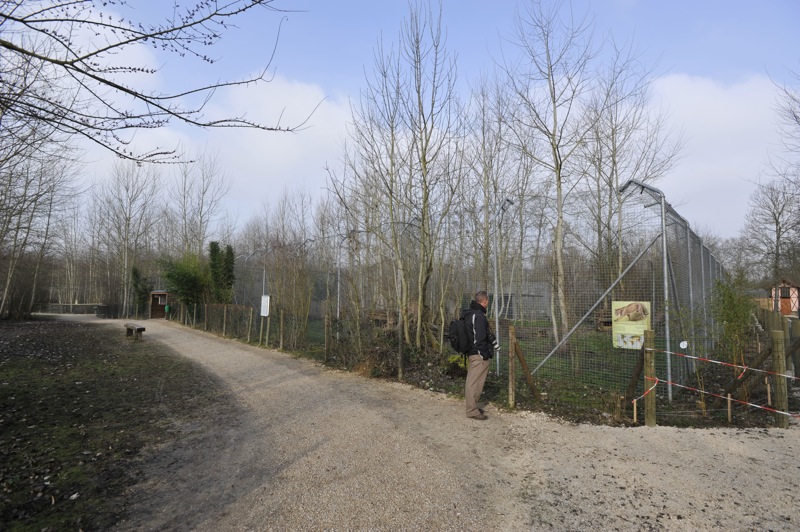 Pardofelis temmincki enclosure