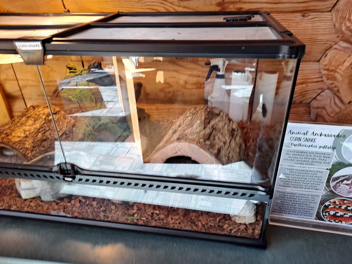 (Pardon glare, sun was a bully) Corn Snake exhibit (Pine River Nature Center, Goodells, MI, 4/16/25)