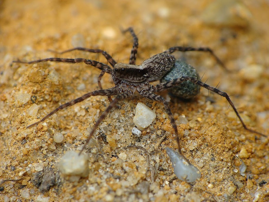 Pardosa sp.
