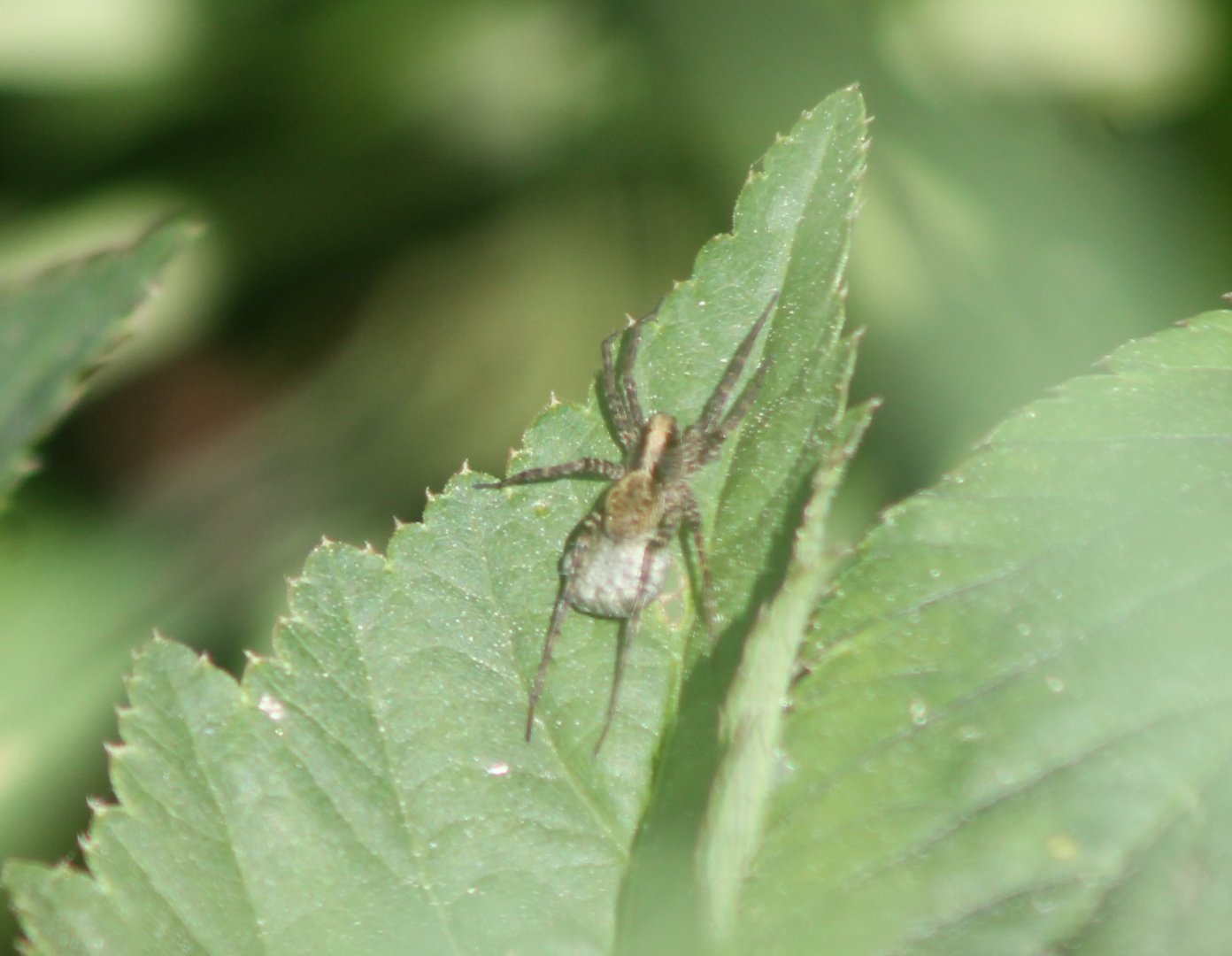 Pardosa species