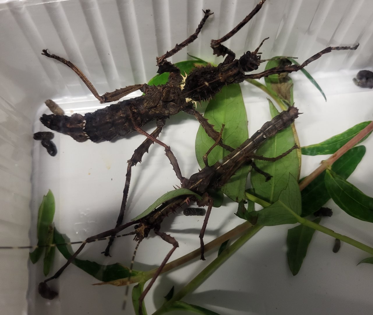 Parectatosoma mocquerysi