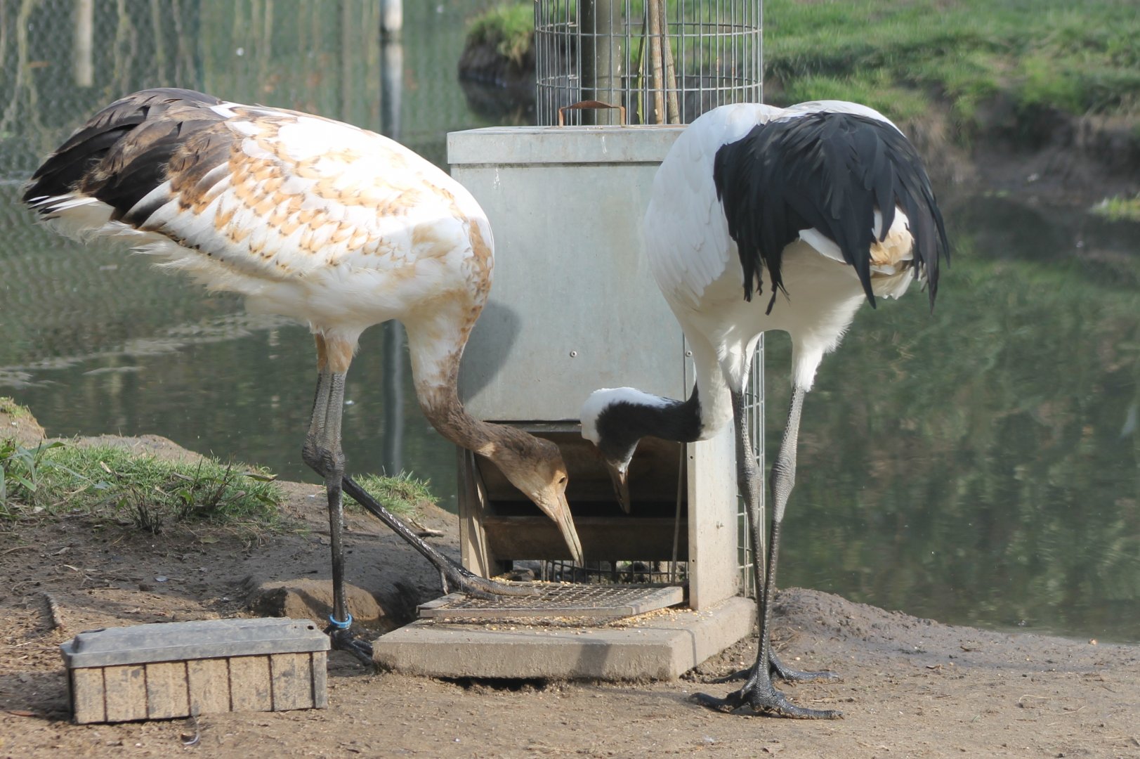 Parent and young at feeding-place
