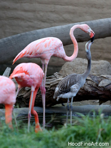 parent feeding chick