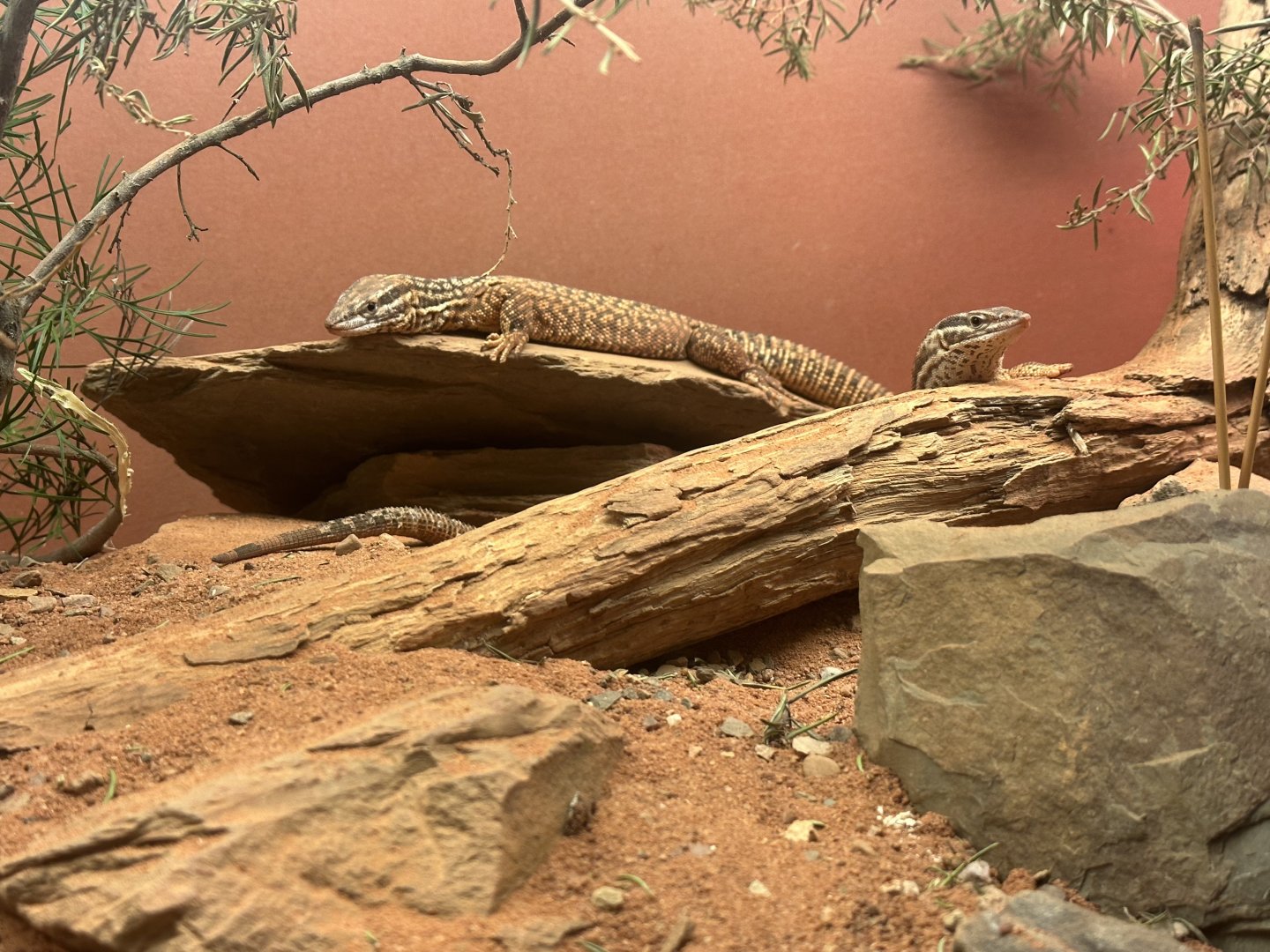 Parent Ridge Tailed Monitors