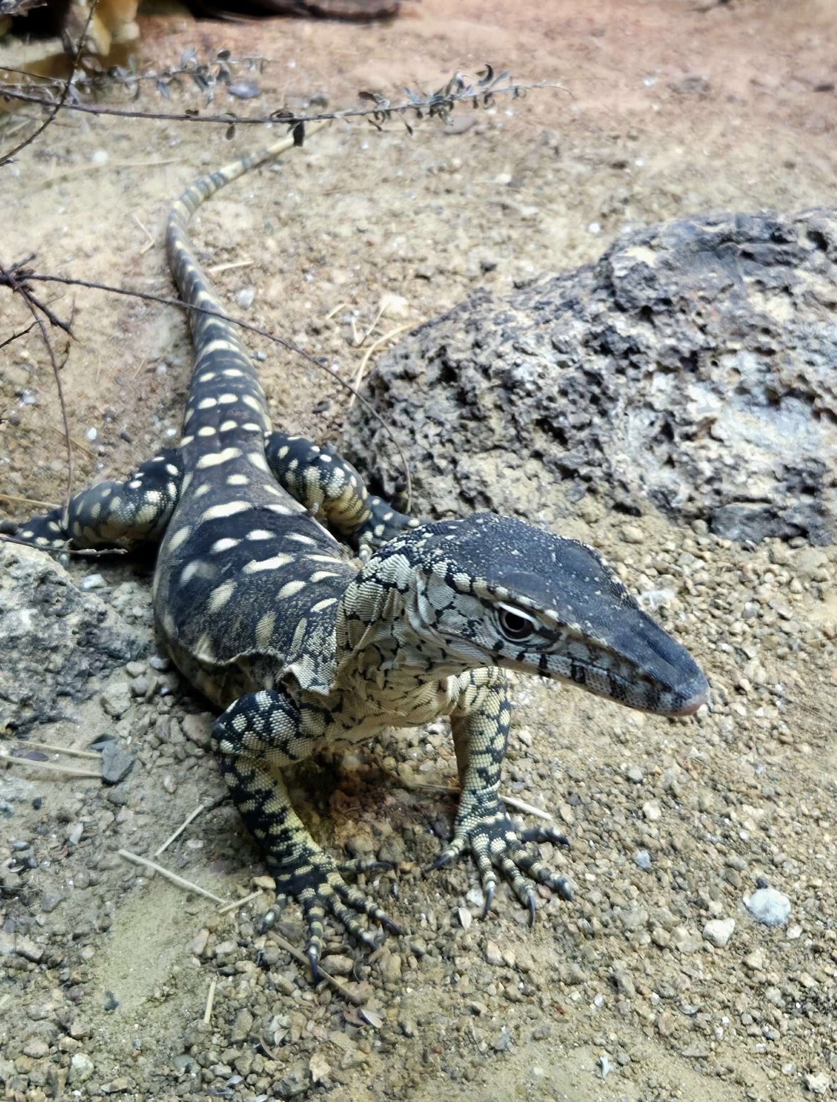 Parentie - Cameron Park Zoo