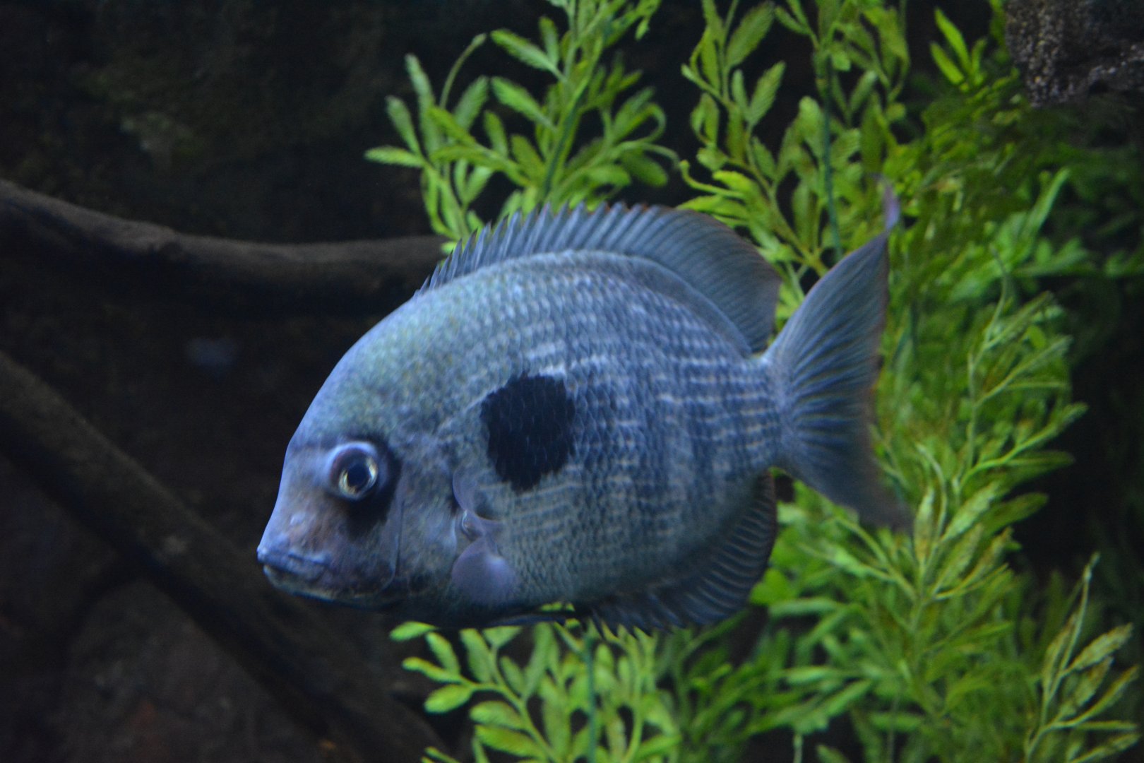 Paretroplus maculatus