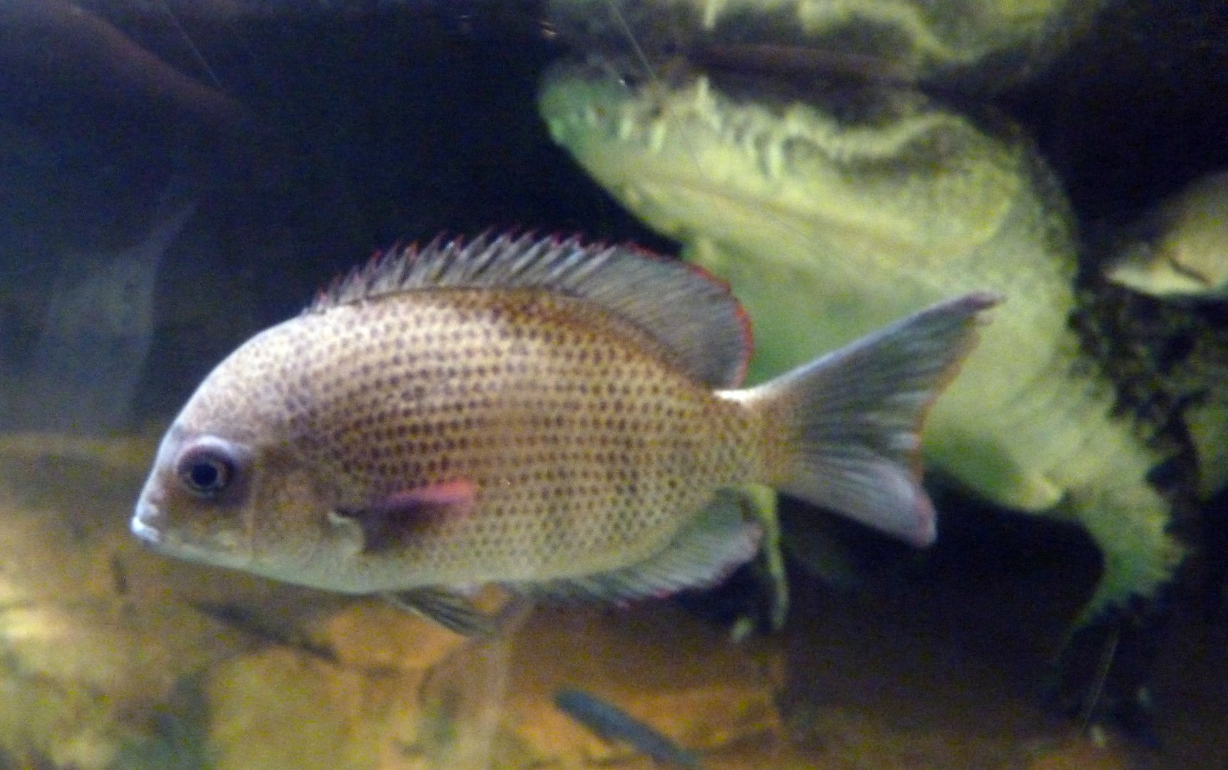 Paretroplus menarambo with Nile crocodile!