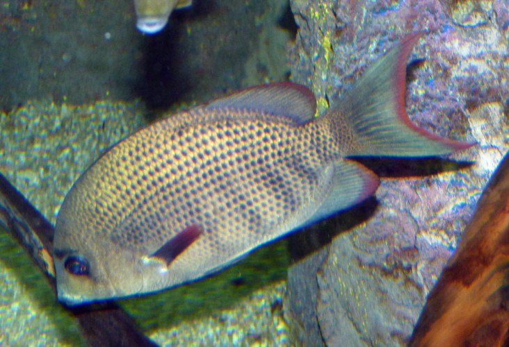 Paretroplus menarambo