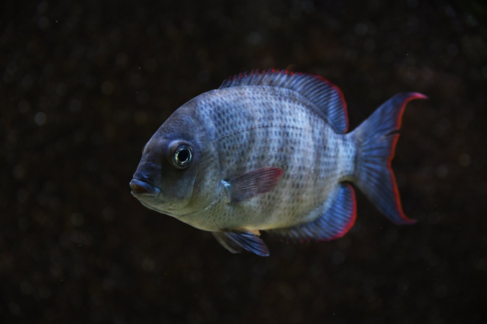 Paretroplus menarambo