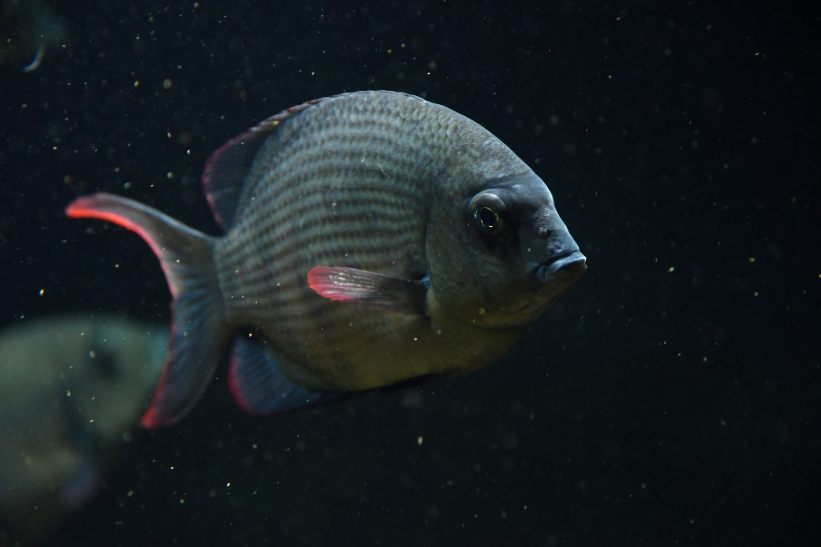 Paretroplus menarambo