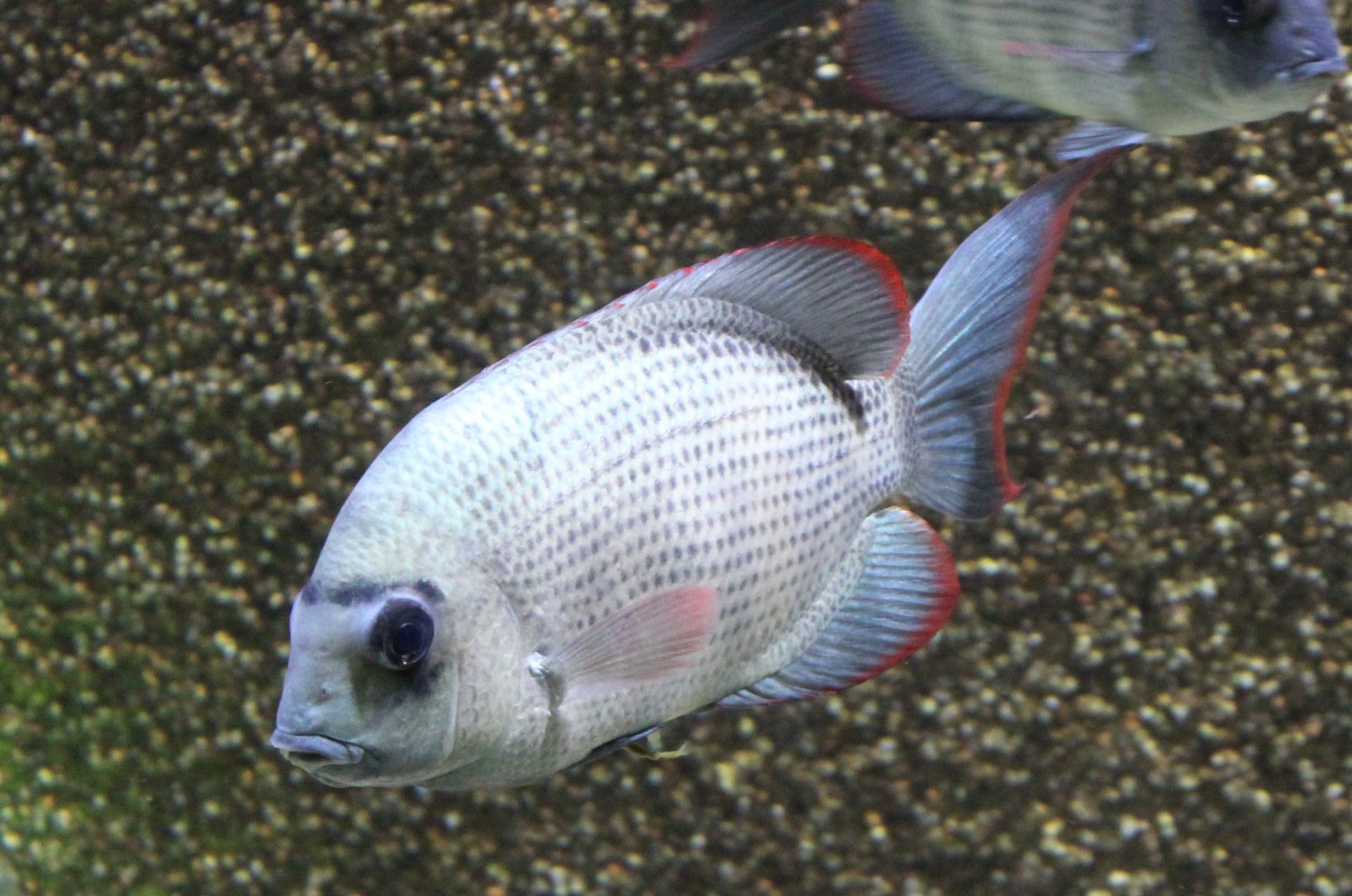 Paretroplus menarambo