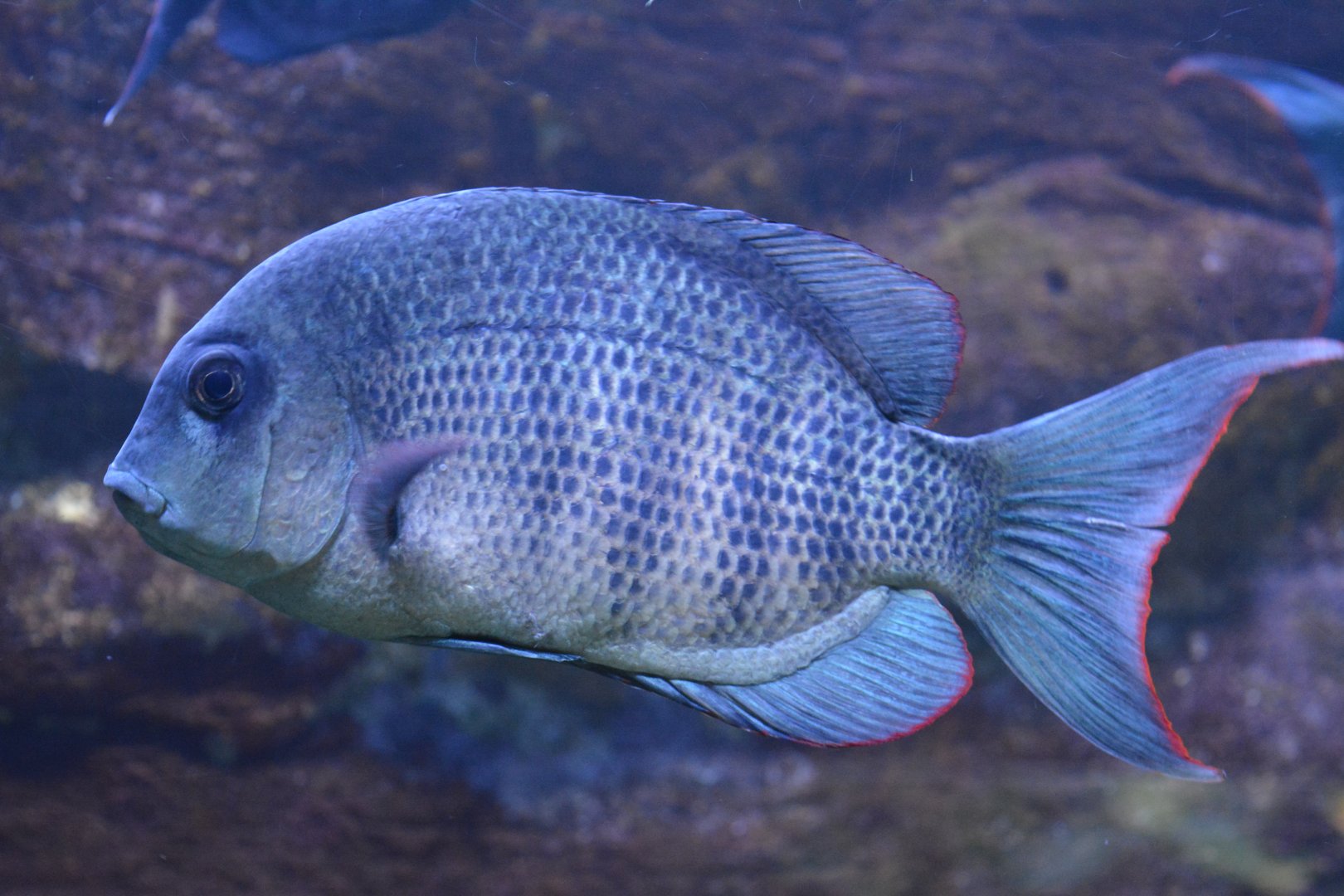 Paretroplus menarambo