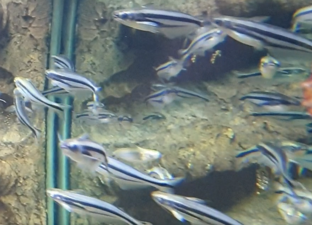 Pareutropiellus debauwi