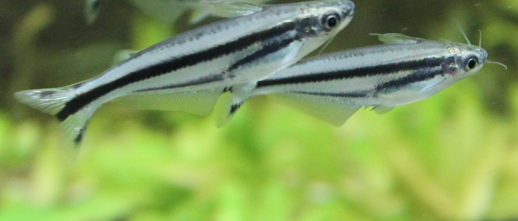 Pareutropius debauwi