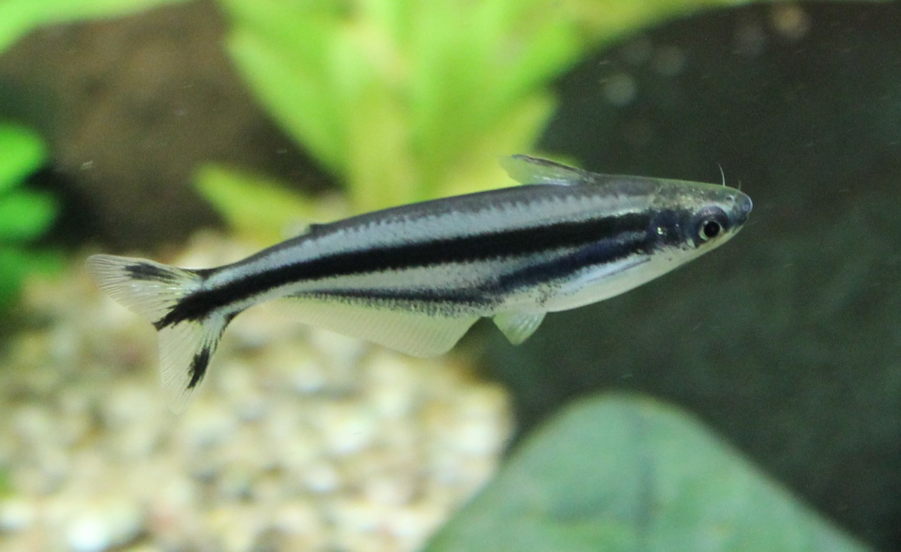 Pareutropius debauwi