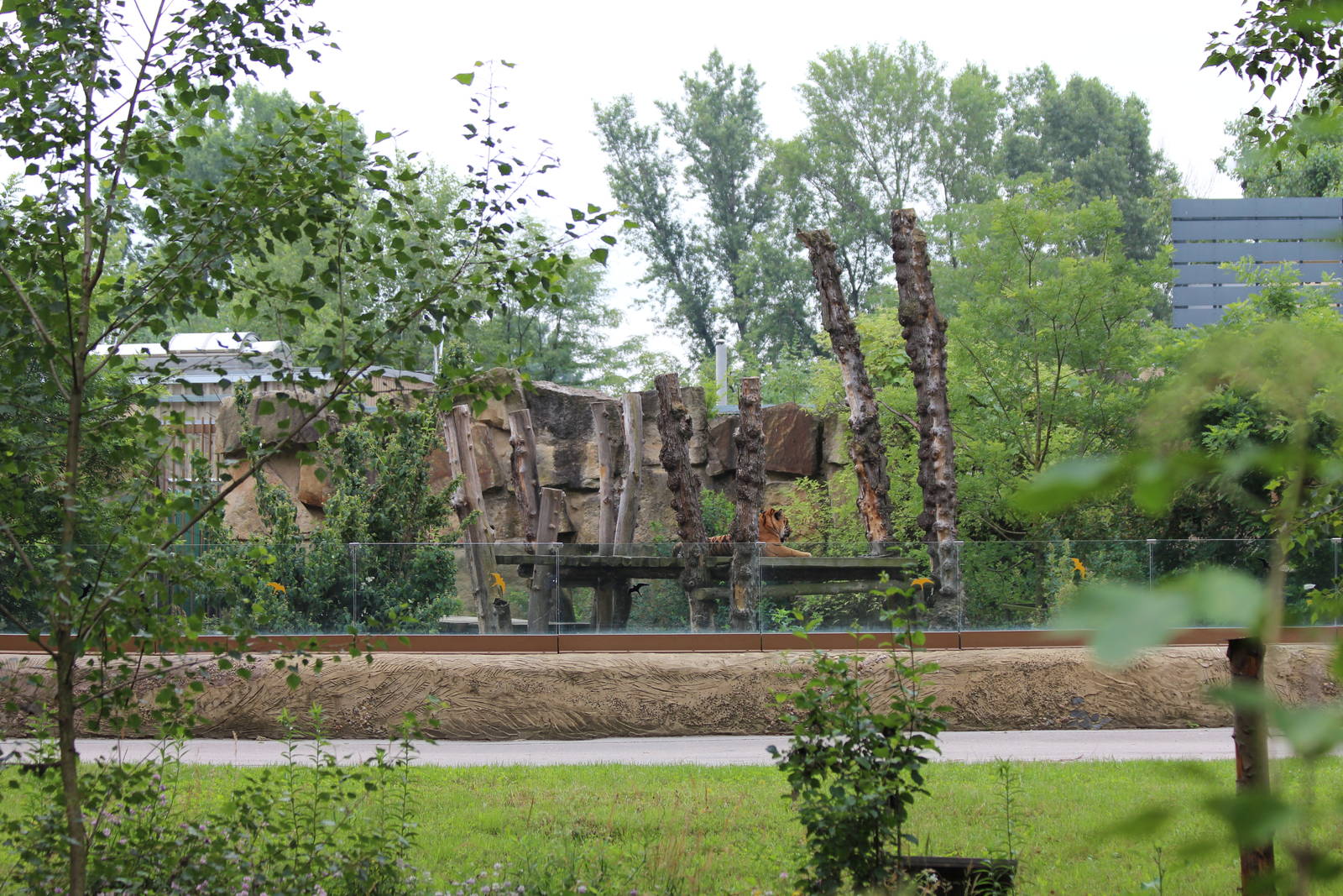 Pargue Zoo Tiger Enclosure - July 2013