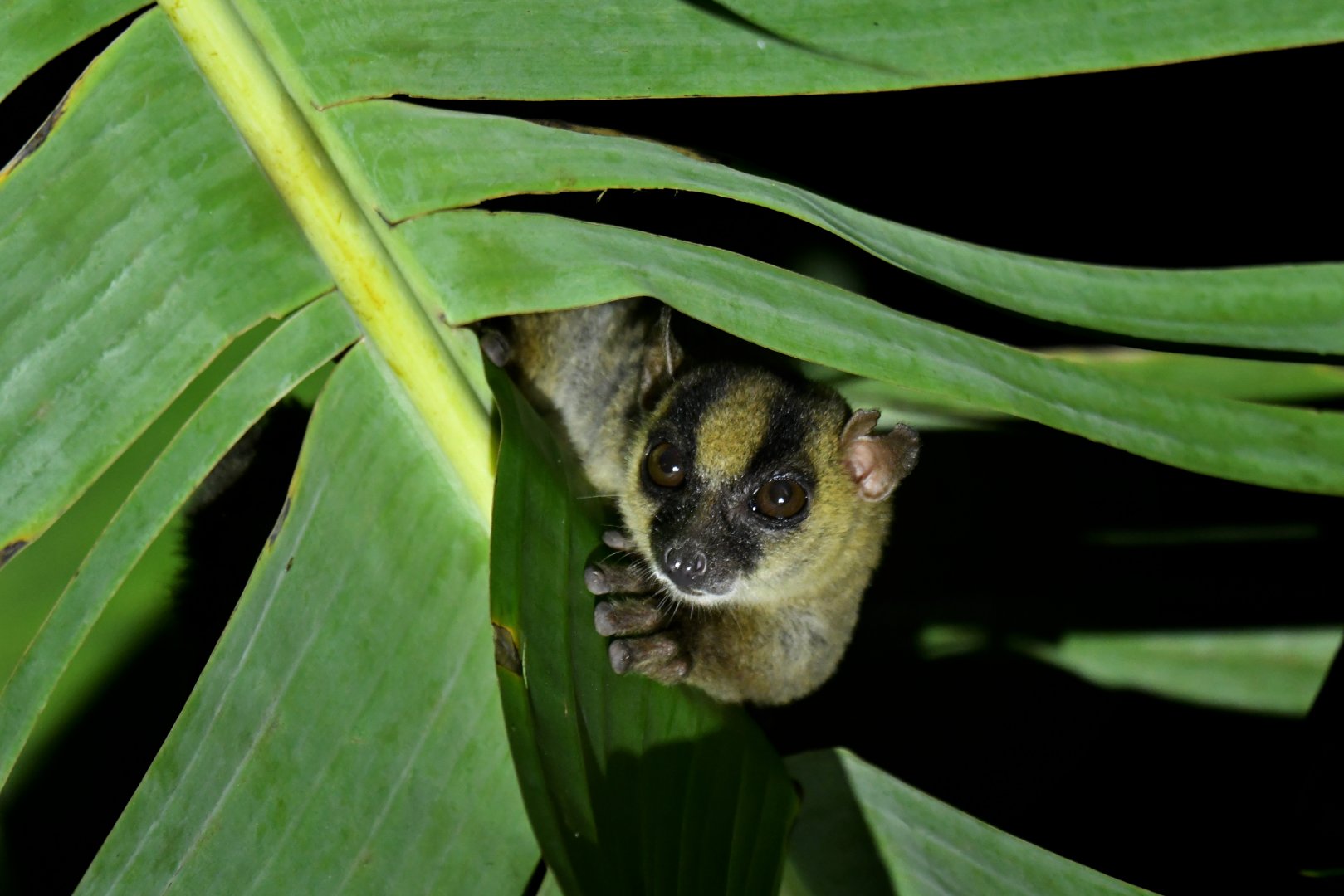 Pariente's fork-marked lemur (Phaner parienti)