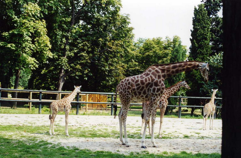 Paris 2000 - Kordofan-giraffes