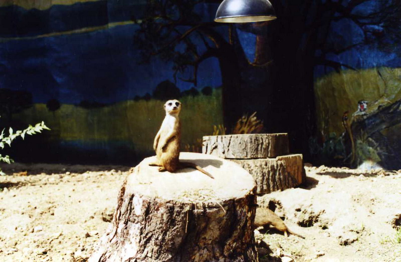 Paris 2000 - Meerkat